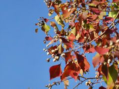 -泗洪洪泽湖湿地景区