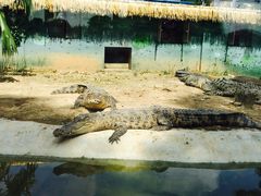 -泉州海丝野生动物世界