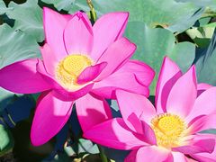 -上海市保健医疗中心