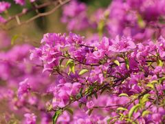 -深圳市中科院仙湖植物园