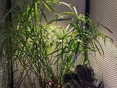 -赵氏盱眙十三香龙虾(蓝村店)