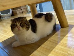 -啵啵喵·猫咖(攀华国际店)