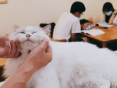 -滚猫咖啡·猫咖·猫友好撸猫(未来城店)