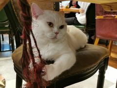 -猫小院猫主题餐厅(三里屯店)