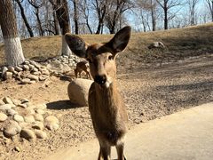 -北京野生动物园
