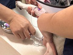 -乐琪宠物医院·犬猫专科·骨外科·急重症
