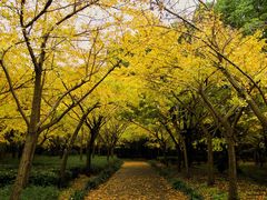 -上海共青森林公园