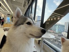 -怪兽屋·羊驼·猫咖·狗咖(俊华广场店)