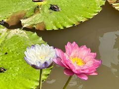 -中国科学院西双版纳热带植物园