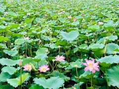 -荔湾湖公园