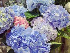 -谷莠子花艺气球派对·绿植造景·花艺沙龙(东海缤纷天地店)