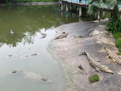 -广州长隆飞鸟乐园