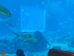 -海棠湾洲际-涛·海底餐厅·美人鱼·自助餐·海底隧道