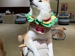 -逗柴咖啡屋·狗咖猫咖宠物桌游