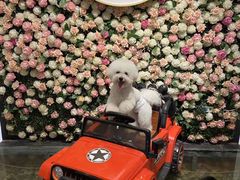 -百好乐宠物友好餐厅(朝外大街店)