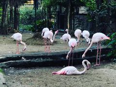 -清迈夜间动物园