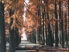 -渌洋湖湿地公园