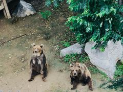 -石家庄市动物园