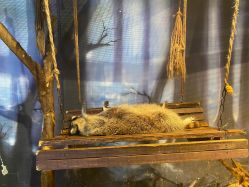 -酷嗒动物文化乐园(cutezoo西溪乐天城店)