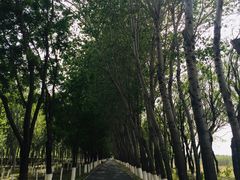 -东郊湿地公园