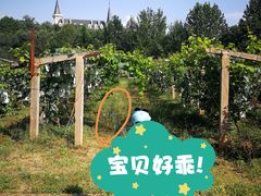 -北京张裕爱斐堡酒庄