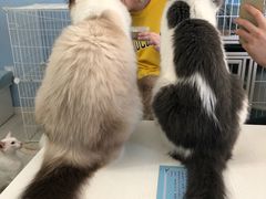 -喵的天空名猫咖啡馆·撸猫·猫舍·用品