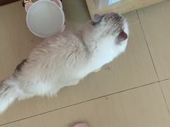 -瑞派紫金宠物医院24小时·骨科·中兽医·重症转诊中心(番禺大石院)