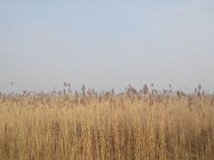 芦苇荡黄黄-双山岛风景区