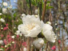 -桃花涧