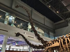 -自贡恐龙博物馆