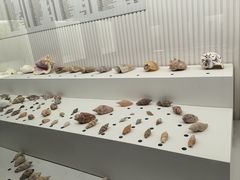 -青岛贝壳博物馆