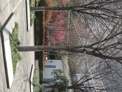 -朗诗常青藤养老(五马渡店)