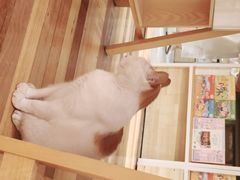 -猫的天空之城概念书店(苏州平江店)