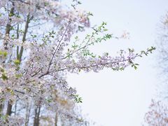 -上海共青森林公园