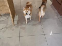 -柴务处·柴犬主题狗咖