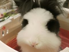 -1013 PET SHOP精品宠物商店(丁香店)
