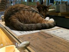 -猫的天空之城概念书店(杭州南宋御街店)