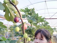 -银峰农庄·特色烧鸡·鲜无花果浸鸡