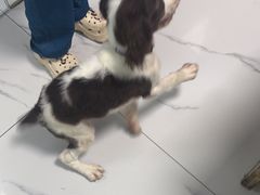 -嘉馨宠物医院·CT影像转诊·心脏科·犬猫全科诊疗中心(下沙大学城院区)