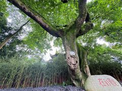 -峨眉山报国寺