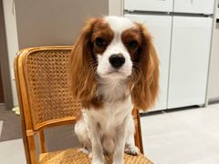 -comecome来吧宠物(奥克斯中心店)