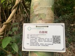 景点-海南热带雨林国家公园吊罗山景区