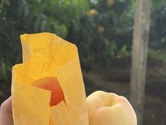 -老袁家蜜桃农场·阳山水蜜桃