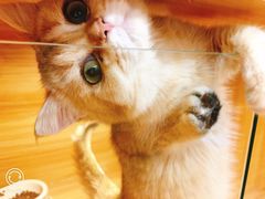 -猫十亿·布偶金渐层·曼基康矮脚猫舍(青年路店)