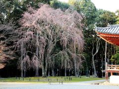 -醍醐寺