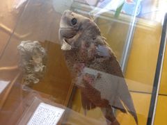 华夏国际影城(鲁广店)-武汉华夏国际影城(鲁广店)