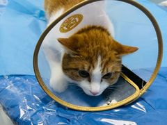 -纳吉亚猫专科动物诊疗中心(蒋宅口分院)