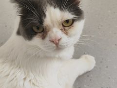 -Cappucimeow猫咪咖啡馆(韦伯时代店)