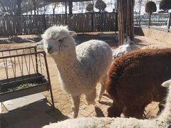 -鄂尔多斯野生动物园