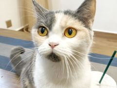 -楼上猫咖(罗湖店)